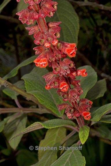 salvia confertiflora 3 graphic